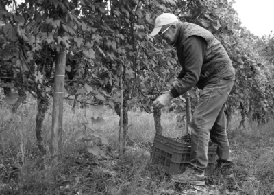 Vendemmia201817