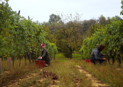 Vendemmia201834