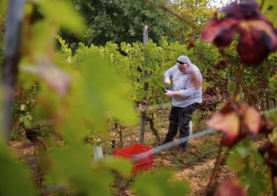 Vendemmia201852