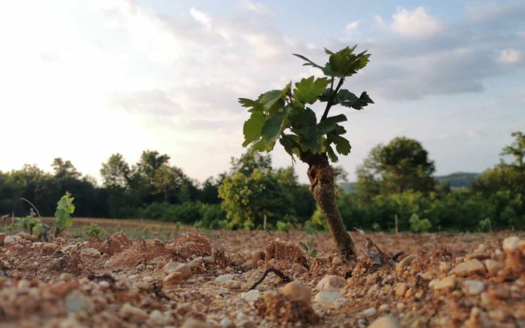 Anno nuovo, vigne nuove!